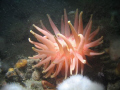   North atlantic red anemone taken Les escoumins Qubec 120 fts deep 34f water 10w HID top. Enjoy top  